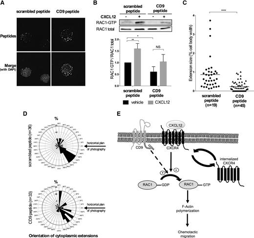 Figure 5. CD9 increases RAC1 activation through its cytoplasmic carboxy-terminal sequence. (A) REH cells were incubated with 1 μM CD9 or scrambled permeant (SCR) peptide for 2 hours. Cells were then subjected to cytospin centrifugation and fixed with 4% paraformaldehyde. The incorporation of fluorescent peptides was monitored with the DeltaVision Epifluorescence Microscope Imaging System. (B-D) REH cells were incubated for 2 hours with 1 μM CD9 or scrambled permeant peptide and were stimulated for 30 seconds with CXCL12 (100 ng/mL). (B) RAC1 activation was analyzed by immunoprecipitation, followed by western blotting for RAC1. The intensity of the signals on the blot was determined with ImageJ software. The graph shows the means ± SD of 3 independent experiments. **P < .01 *P < .05 in Student t test. (C) Cells were subjected to cytospin centrifugation, fixed in 4% paraformaldehyde, and labeled with mouse anti-CD9 antibody (1:50). Confocal imaging on serial Z stacks was performed with a Leica SP5 confocal microscope equipped with a 63×/1.4 oil objective. The membrane extensions were measured with ImageJ software. The bars indicate the median values for each set of conditions. n is the number of cells analyzed: SCR peptide, n = 19; CD9 peptide, n = 45 cells; ****P < .0001 in a Mann-Whitney test. (D) The distribution of membrane extensions is represented according to the percentage of extensions oriented in a range of 10°. n is the number of cytoplasmic extensions analyzed: SCR peptide, n = 36, CD9 peptide, n = 33. (E) Model for CD9 regulation of RAC1 activation and chemotactic migration in B-ALL.
