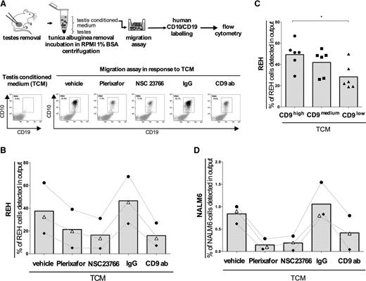 Figure 6. CXCR4 signaling is the main pathway involved in the chemotactic migration of B-ALL cells induced by a TCM. (A) Workflow. After removal of the tunica albuginea, pieces of testis tissue were incubated in RPMI 1640 containing 1% bovine serum albumin for 90 minutes at 37°C. The TCM was collected by centrifugation and still contained mouse testis cells. The bottom left panel illustrates the CD10/CD19-negative status of testis cells still present in TCM obtained by flow cytometry. REH cells that had been incubated with plerixafor (20 μM), NSC23766 (25 μM), anti-CD9 blocking antibody, or IgG isotype control (1 μg/mL), were allowed to migrate in a Boyden chamber in response to TCM. After 5 hours, the cells present in the lower chamber of the migration system were labeled with human anti-CD10 and anti-CD19 antibodies and subjected to flow cytometry. The migration rate was defined as the percentage of human cells detected in the lower chamber after migration. The bottom right panel illustrates the results obtained for a set of experiments with REH cells. (B) The migration rates of 3 independent experiments (•, ♦, ∆) are presented using a scatter dot plot representation with dotted lines connecting the results obtained in the same set of experiments. The histograms indicate the mean for each condition. (C) REH CD9high, CD9medium, and CD9low cells migration in response to TCM was tested. The results are presented using a scatter dot plot where the histograms represent the means of 6 independent experiments. *P < .05 in Wilcoxon test. (D) NALM6 cells migration in response to TCM after a pretreatment with plerixafor, NSC23766, and anti-CD9 antibody was tested. The scatter dot plot represents the results of 3 independent experiments (•, ♦, ∆) and the dotted lines connect the results obtained in the same set of experiments. The histograms indicate the mean for each condition.