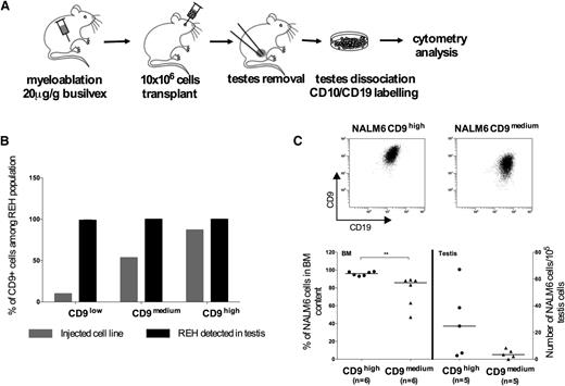 Figure 7. CD9 expression conditions homing in the testis in vivo. (A) Workflow. REH or NALM6 cells were injected into 4-week-old NSG mice. The mice were killed 4 weeks after xenografting and their testes were collected. After removal of the tunica albuginea, pieces of the testes were dissociated by incubation in 0.25% trypsin and 1 µg/mL collagenase for 30 minutes at 37°C. The cell suspension was filtered through a nylon mesh, labeled with antibodies against CD19, CD10, and CD9, and analyzed by flow cytometry. (B) REH CD9high, CD9medium, and CD9low cells were transplanted into NSG mice. The graph shows the percentage of CD9+ cells among REH cells initially injected and REH population found in the testis after xenografting. n is the number of mice undergoing transplantation: REH CD9low, n = 3; REH CD9medium, n = 4; REH CD9high, n = 2. (C) NALM6 cells in which CD9 was stably downregulated or control cells were injected into NSG mice. Three weeks after injection, the contents of the BM and testes were analyzed. The graph shows the results obtained for 6 mice for each set of conditions. **P < .01 in a Mann-Whitney test.