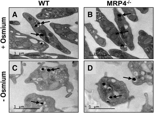 Figure 1. Platelet transmission electron microscopy. Representative transmission electron micrographs of resting WT (A,C) and MRP4−/− (B,D) platelets labeled with uranyl acetate in the presence (A,B) or absence (C,D) of osmium. The arrows indicate dense granules.