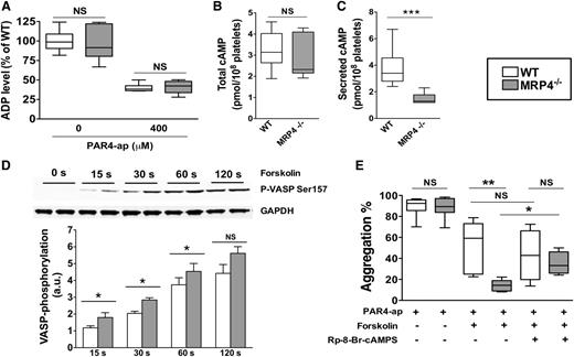 Figure 5. Role of MRP4 in ADP and cAMP dense-granule storage. (A) ADP was quantified either in lysates of unstimulated or degranulated platelet pellets (obtained by a centrifugation of 2 minutes at 12 000g). Degranulated platelets were obtained after 10 minutes of activation with 400 μM PAR4-ap. Platelets were centrifuged, the supernatant was discarded, and lysis buffer was added to the pellets before quantifying ADP (n = 6). cAMP was quantified in total platelets at rest (n ≥ 6) (B) and in the supernatant of activated platelets (n ≥ 6) (***P < .001) (C). (D) WT and MRP4−/− platelets were incubated with forskolin for the indicated times, and lysates were harvested for western blot analysis and densitometry. Blots were probed with anti P-VASP Ser 157 and loading was controlled with anti-GAPDH. Quantitative analysis is obtained by densitometry using Image J software. Values are mean ± standard error of the mean (n ≥ 4) (*P < .05). Upper panel shows a representative western blot of the phosphorylation kinetics of P-VASP Ser 157 in WT and MRP4−/−. (E) Effect of cAMP-elevating agent and PKA inhibitor on PAR4-ap–induced platelet aggregation. Platelets were preincubated with the PKA inhibitor Rp-8-Br-cAMPS (500 μM) or with vehicle for 10 minutes. Forskolin (5 μM) or vehicle was then added for 15 seconds at 37°C under stirring before activation with PAR4-ap (50 μM) (n ≥ 4) (*P < .05; **P < .001). Boxes represent the interquartile range with median maximal aggregation (horizontal line); whiskers represent the fifth to 95th percentiles. GAPDH, glyceraldehyde-3-phosphate dehydrogenase.