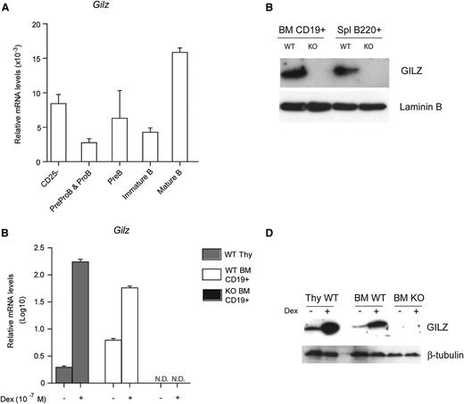 Figure 1. GILZ is expressed in B lymphocytes and is upregulated by GC treatment. (A) qPCR analysis of Gilz mRNA expression in WT naïve T cells and in sorted B cells subpopulation from BM (as described in supplemental Methods) (n = 3). (B) WB analysis of GILZ expression in bone marrow (BM) CD19+ cells or in spleen (Spl) B220+ cells isolated from WT and gilz KO mice. The same number of cells was loaded; WB with β-laminin antibodies served as loading control. (C) qPCR analysis of Gilz mRNA expression in WT thymus (Thy) cells and in CD19+ cells isolated from the BM of WT and KO mice cultured for 4 hours with or without Dex 10−7 M (n = 3). N.D., not detectable. Data in (A) and (C) were derived from 2 independent experiments and are presented relative to the expression of Actb mRNA. (D) WB analysis of GILZ expression in WT Thy cells and in BM cells from WT and gilz KO mice cultured for 4 hours with or without Dex 10−7 M. The same number of cells was loaded; WB with β-laminin antibodies served as loading control. Graphs represent mean ± standard error of the mean (SEM).
