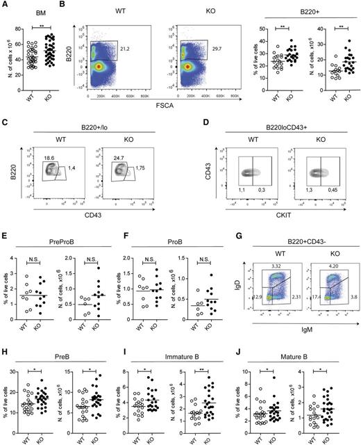 Figure 2. GILZ regulates B-cell homeostasis in BM. (A) Number of cells in BM of 8- to 12-week-old WT and gilz KO mice. (B) Flow cytometry analysis of B220 expression (left) in cells derived from BM of 8- to 12-week-old WT and gilz KO mice. On the right are the frequency and number of B220+ cells in BM isolated from 8- to 12-week-old WT and gilz KO mice. (C) Flow cytometry analysis of B220 and CD43 expression in B220+/lo cells of BM of 8- to 12-week-old WT and gilz KO mice. (D) Flow cytometry analysis of cKIT expression in B220loCD43+ cells of BM of 8- to 12-week-old WT and gilz KO mice. (E) Frequency and number of PreProB (B220loCD43+cKIT–), or ProB (B220loCD43+cKIT+) (F). (G) Flow cytometry analysis of IgM and IgD expression in B220+CD43– cells of BM of 8- to 12-week-old WT and gilz KO mice. (H-J) Frequency and number of PreB cells (B220+CD43–IgM–IgD–) (H), immature B cells (B220+CD43–IgM+IgD–) (I), or mature B cells (B220+CD43–IgM−/+IgD+) (J) isolated from 8- to 12-week-old WT and gilz KO mice. Each symbol represents an individual mouse; small horizontal lines indicate the mean. Data were derived from 7 independent experiments. *P < .05, **P < .005, ***P < .0005.