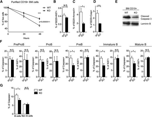 Figure 5. Lack of GILZ enhances B-cell survival. (A) Percentage of live cells of BM CD19+ cells from WT and gilz KO mice after 24 or 48 hours in vitro (n = 4/5). (B-D) Frequency of B220+Ki67+ cells (B), B220+AnnexinV+ cells (C), and B220+Caspase+ (D) isolated from the BM of WT and gilz KO mice after 48 hours in vitro (n = 4/5). (E) WB analysis of cleaved caspase 3 expression in BM CD19+ cells isolated from WT and gilz KO mice. The same number of cells was loaded; WB with laminin B antibodies served as loading control. (F) Frequency of Caspase+ cells and Ki67+ on PreProB cells, ProB cells, PreB cells, immature B cells, and mature B cells isolated from the BM of WT and KO mice (n = 10/12). (G) Frequency of Caspase+ on B cells (B220+) and non–B cells (B220–) from BM isolated from WT and gilz KO mice (n = 10/12). *P < .05, *P < .05, **P < .005, ***P < .0005.