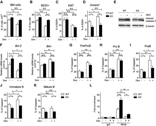 Figure 7. GILZ mediates GC-induced B-cell apoptosis. (A) Number of cells in the BM of 8- to 12-week-old WT and gilz KO mice untreated or treated with Dex 3 mg/kg intraperitoneally (i.p.) for 3 days (n = 5/7). (B-D) Frequency of B220+ cells (B), B220+Ki67+ cells (C) and B220+AnnexV+ cells (D) isolated from the BM of WT and KO mice untreated or treated with Dex 3 mg/kg i.p. for 3 days (n = 5/7). (E) WB analysis of cleaved caspase 3 expression in purified B cells isolated from WT and gilz KO mice treated or not with Dex. The same number of cells was loaded; WB with β-tubulin antibodies served as loading control. (F) qPCR analysis of Bcl2 and Bim mRNA expression in purified B cells isolated from WT and gilz KO mice treated or not with Dex (n = 8/10). (G-K) Frequency of Caspase+ cells on PreProB cells (G), ProB cells (H), PreB cells (I), immature B cells (J), and mature B cells (K) isolated from BM of WT and KO mice untreated or treated with Dex (n = 9/12). (L) Chromatin IP assay of NF-κB binding on proximal promoter of Bcl2 in purified B cells of WT and gilz KO mice treated or not with Dex. Cell lysates were immunoprecipitated with anti–NF-κB or control IgG, and the presence of specific regions in the immunoprecipitates was determined by qPCR. CR indicates qPCR in a negative control region 2 kb upstream of the NF-κB binding site. Graphs represent mean ± SEM. Data are from 2 independent experiments. *P < .05, **P < .005, ***P < .0005.