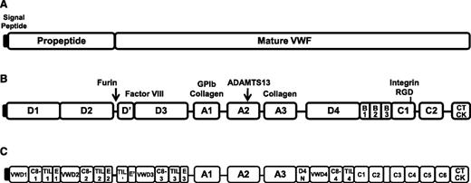 Figure 1. VWF structure and binding/cleavage sites. (A) VWF contains a signal peptide, propeptide, and mature VWF portion. (B) VWF is comprised of homologous domains (A-D), where specific binding or cleavage sites have been mapped. (C) Refined domain structure of VWF.