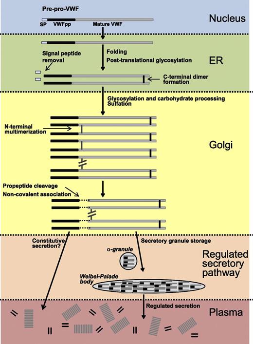 Figure 2. VWF intracellular processing. VWF is transcribed as pre-pro–VWF (nucleus, blue) and is translocated to the ER (green), where it undergoes signal peptide removal, glycosylation, and dimer formation. In the Golgi (yellow) O-linked glycans are added, carbohydrates are processed, VWF is sulfated and multimerized, and propeptide is cleaved from mature VWF but remains noncovalently associated. VWF is trafficked to the regulated secretory pathway (peach) and stored in WPBs or α-granules before release into plasma (red), where VWFpp and VWF dissociate and circulate independently of one another.