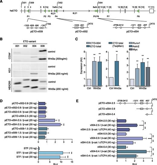 Figure 1. Wnt/β-catenin signaling modulates ETO transcriptional activity. (A) Genomic context of the human ETO gene on chromosome 8. Selected ETO mRNA variants (001: ENST00000523629; 002: ENST00000396218; 004: ENST00000422361; and 009: ENST00000360348) (top). Exons are depicted as bars numbered according to NCBI RefSeq: NC_000008.11. Numbers within square brackets indicate numbering as it has been reported.9 Green boxes (P1-P8) represent predicted genomic regions containing putative promoters.11 t(8,21): Chromosomal translocation sites RUNX1/ETO. The location of predicted TCF/LEF-binding elements (TBE; open circles) in the promoter region of variants 002, 004, and 009 (bottom). (B) Detection of alternative ETO mRNA variants 001, 002, 004, and 009 in CD34+ (top), KG1 (middle), and HEK293 cells (bottom) under control conditions or in the same cells treated with purified Wnt3a (200 ng/mL) for 4 hours. (C) Quantitative determination of mRNA levels for ETO-004 and ETO total (using primers designed in conserved exons 8 and 9 or determined by TaqMan assays; left and middle, respectively), as well as for Runx1 and Wnt/β-catenin target genes Axin2 and Myc (right). Cells were incubated under control conditions or stimulated with 200 ng/mL purified Wnt3a for 4 hours. Quantitative polymerase chain reaction results were normalized using GAPDH mRNA levels as a reference gene and are expressed as relative expression. Each figure corresponds to at least 5 independent experiments (with replicates). Ctrl, control conditions. Statistical significance was determined by a Mann-Whitney U test. (D) Dose-dependent effects of constitutively active β-catenin S33Y on the transcriptional activity of ETO-luciferase promoter constructs in HEK293 cells (24 hours). SuperTOPFLASH (STF) was measured as positive Wnt/β-catenin signaling readout. Each figure corresponds to at least 3 independent experiments. Statistical significance was determined by an ANOVA test (**P < .01). (E) Effect of β-catenin S33Y and increasing doses of dominant-negative ΔTCF4 on the promoter activity of pETO-004 deletion constructs, determined as in panel D. RLU, relative luciferase units.