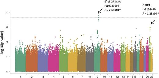 Figure 3. Manhattan plot of results from meta-analysis. Inverse of log P value for SNP associations with osteonecrosis risk from meta-analysis of COG AALL0232 (n = 2285), SJ Total XV (n = 361), and Vanderbilt BioVU (n = 309), adjusting for age, gender, treatment, and ancestry group in COG AALL0232 and SJ, and adjusting for age, gender, and ancestry groups in Vanderbilt BioVU. SNPs near GRIN3A and within GRIK1 had the strongest association.