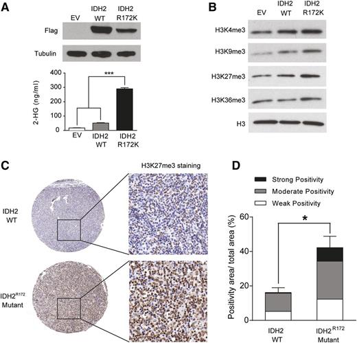 Figure 7. IDH2R172 mutant alters histone lysine trimethylation in Jurkat T cells and AITL. (A) Western blots showing ectopic expression of wild-type IDH2 and IDH2R172 in whole cell lysates of transduced Jurkat cells. LC-MS/MS showing alteration of intracellular 2-HG in corresponding groups (n = 4 each, data are shown as mean ± SEM, ***P < .001 by 2-tailed Student t test). (B) Western blots showing changes in trimethylation of various histone lysine residues in transduced Jurkat cells. Histone proteins were extracted and assessed for levels of histone lysine methylation. Total H3 was used as loading control. Blots shown are representative of ≥3 replicates. (C) Representative immunohistochemistry of AITL tissue microarrays with antibody against H3K27me3 (n = 3 in each group). Original magnification, ×40. (D) Image quantification using Image Scope (details in “Materials and methods”). Error bar indicates SEM of 3 independent samples in each group.