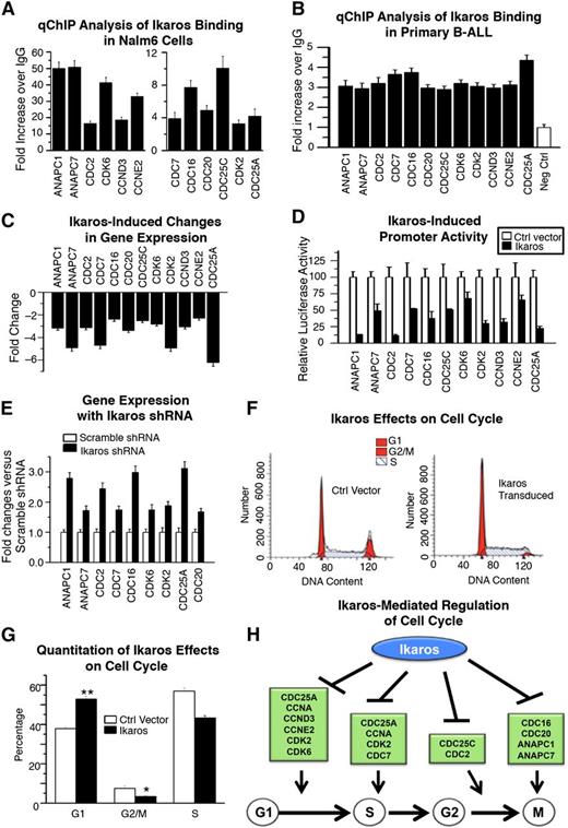 Figure 1. Ikaros regulates transcription of genes that control cell cycle. (A-B) qChIP analysis of Ikaros occupancy of target genes that control cell cycle progression identified by ChIP-Seq in (A) Nalm6 B-ALL cells and (B) primary B-ALL cells (representative data from 1 of 4 patients without IKZF1 deletion is shown). (C) Expression of Ikaros target genes that control cell cycle progression in Nalm6 cells transduced with vector containing Ikaros compared with empty vector controls (measured by qRT-PCR). (D) Promoter activity of Ikaros target genes that control cell cycle progression measured by luciferase assay following transfection with Ikaros or control vector. (E) Effect of Ikaros knockdown on the gene expression of Ikaros targets that control cell cycle progression. Gene expression is determined by qRT-PCR using total RNA isolated from Nalm6 cells transfected with scramble shRNA or Ikaros shRNA and cultured for 2 days. (F) Effect of Ikaros knockdown on cell cycle gene expression. Nalm6 cells were transduced with lentivirus containing Ikaros or empty vector then cell cycle analysis was performed by flow cytometry. (G) Quantification of cell cycle data. (H) Model of Ikaros-mediated regulation of cell cycle progression: Ikaros represses transcription of genes that promote cell cycle progression at different stages of the cell cycle, leading to negative regulation of cell cycle progression.