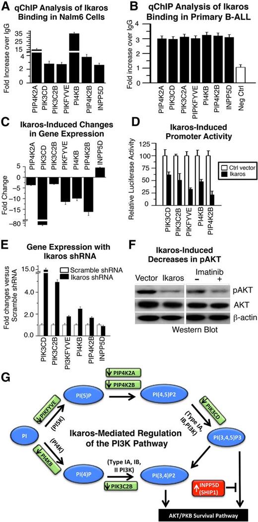 Figure 2. Ikaros regulates transcription of genes that control the PI3K pathway. (A-B) qChIP analysis of Ikaros occupancy of target genes that control the PI3K pathway identified by ChIP-Seq in (A) Nalm6 B-ALL cells and (B) primary B-ALL cells (representative data from 1 of 4 patients without IKZF1 deletion is shown). (C) Expression of Ikaros target genes that control the PI3K pathway in Nalm6 cells transduced with vector containing Ikaros compared with controls (measured by qRT-PCR). (D) Promoter activity of Ikaros target genes that control the PI3K pathway as measured by luciferase assay following transfection with Ikaros or control vector. (E) Effect of Ikaros knockdown on the gene expression of Ikaros targets that control the PI3K pathway. Gene expression was determined by qRT-PCR using total RNA isolated from the Nalm6 cells transfected with scramble shRNA or Ikaros shRNA and cultured for 2 days. (F) Loss of phosphorylation at serine 473 of AKT kinase in cells transduced with vector containing Ikaros compared with control. The loss of phosphorylation of serine 473 of AKT kinase following imatinib treatment was used as positive control (right). (G) Model of Ikaros-mediated regulation of the PI3K pathway: Ikaros represses transcription of genes that promote the PI3K pathway, but induces transcription of a gene that inhibits the PI3K pathway (INPP5D), leading to negative regulation of the PI3K pathway and cellular proliferation.