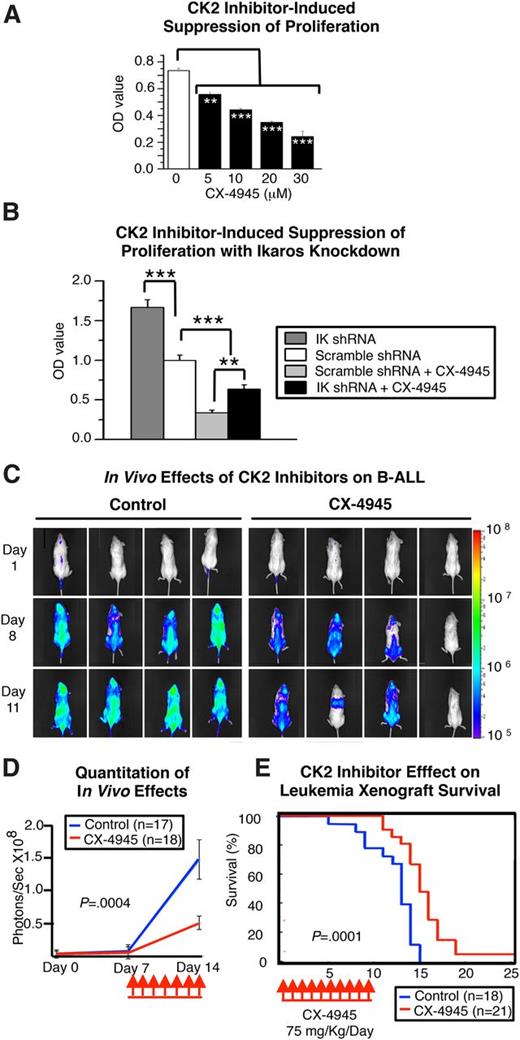 Figure 4. CK2 inhibition has an antileukemia effect in vitro and in vivo. (A) In vitro inhibition of cellular proliferation in Nalm6 cells following treatment with the CK2 inhibitor CX-4945. B-ALL cells were treated with increasing doses of CX-4945, and cell proliferation was measured by WST-1 assay over time. (B) Effect of Ikaros knockdown on CX-4945–induced suppression of cell proliferation in Nalm6 cells. Graphed data in A-B are the mean ± standard error of the mean of triplicates from 1 experiment, representative of 3 independent experiments. (C-E) Antileukemia effects of CK2 inhibition in the Nalm6 human-mouse xenograft. (C) Representative images and (D) quantification of leukemia progression measured by in vivo bioluminescence in mice treated with the CK2 inhibitor, CX-4945, and in vehicle controls. (F) Human-mouse xenografts established with Nalm6 B-ALL cells were treated for 7 days with the CK2 inhibitor, CX-4945, or vehicle control, and survival was followed. Survival curves were generated using the Kaplan-Meier method, and differences in survival were analyzed by χ2 test. Comparisons in A-B and D were by Student t test. **P ≤ .01; ***P ≤ .001.