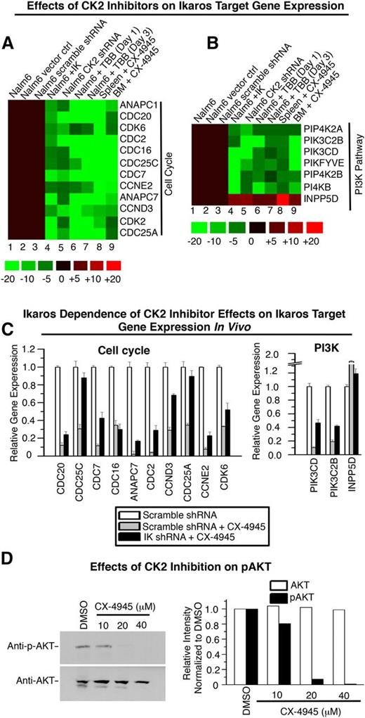 Figure 5. CK2 inhibition and Ikaros overexpression similarly affect transcription of genes that control cell cycle progression and the PI3K pathway in vitro and in vivo. (A-B) Heatmap of qRT-PCR analysis of Ikaros target genes that promote (A) cell cycle and (B) the PI3K pathway. Expression in controls: wild-type Nalm6, Nalm6 transduced with empty vector, and Nalm6 transduced with scramble shRNA (lanes 1-3); in Nalm6 with overexpressed Ikaros (lane 4); in Nalm6 treated with CK2 shRNA (lane 5); and Nalm6 following CK2 inhibition, in vitro (with TBB) (lanes 6-7), or in vivo (with CX-4945) (lanes 8-9). (C) Ikaros knockdown partially rescues transcriptional repression following CX-4945 treatment of Nalm6 cells in vivo. Nalm6 cells stably transfected with Ikaros shRNA or scramble shRNA (control) and selected with puromycin were injected into NSG mice and treated with CX-4945 for 3 days. Gene expression was measured by qRT-PCR in cells harvested from engrafted leukemia. (D) Western blots of Nalm6 xenografts showing that CK2 inhibition decreases phosphorylation of AKT (pAKT) (upper), whereas levels of AKT are unchanged (lower). The relative intensity of bands by densitometry scanning are shown on the right.
