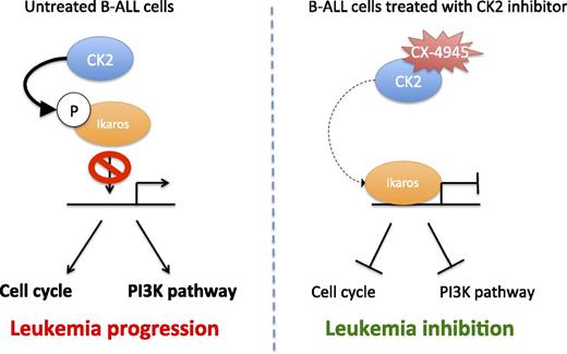 The two “wings” of Ikaros in B-ALL suppression. (Right) In B-ALL cells, CK2 activity is increased and results in Ikaros phosphorylation that prevents its binding to DNA and regulation of cell cycle and PI3K pathway genes. (Left) On treatment with the specific CK2 inhibitor CX-4945, Ikaros is no longer phosphorylated and can actively repress its target genes, leading to leukemia inhibition.