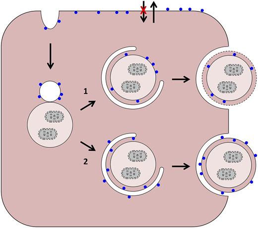 Possible pathways of PS exposure in red blood cells (RBCs). PS is represented by blue circles. Starting from the upper left, in normal and sickle reticulocytes, plasma membrane internalization creates inside-out endocytic vesicles. These can merge with autophagic vacuoles in 2 ways: (1) their membranes can fuse to create a hybrid vacuole. Egress of this structure intact from the cell would require an autophagy-like event (as depicted) or a novel process. In the former case, breakdown of the limiting membrane (dashed line) would expose PS; and (2) alternatively, the plasma membrane-derived vesicle could provide a source of isolation membrane and merge (but not fuse) with the autophagic vacuole. In this case, loss of membrane asymmetry would be required for PS exposure. As applies to older cells, and shown at the top, sickling-dependent processes lead to changes in aminophospholipid translocase and phospholipid scramblase activities, and PS exposure diffusely in the plasma membrane.