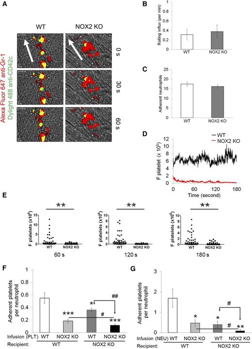 Figure 1. Platelet and neutrophil NOX2 regulate heterotypic neutrophil-platelet interactions during TNF-α-induced venular inflammation. Intravital microscopy of WT and NOX2 KO mice was performed as described in the “Methods” section. Cremaster vascular inflammation was induced by intrascrotal injection of TNF-α. Three hours after TNF-α injection, neutrophils and platelets in inflamed venules were visualized by infusion of Alexa Fluor 647-conjugated anti-Gr-1 and Dylight 488-conjugated anti-CD42c antibodies, respectively, into the mice. (A) Representative images at various time points. Arrows show direction of blood flow. (B-C) Number of rolling and adherent neutrophils. (D-E) The integrated median fluorescence intensities of anti-CD42c antibodies (F platelets) were quantified, normalized by the number of adherent neutrophils and the vessel length, and plotted as a function of time. (E) F platelets in WT and NOX2 KO mice were compared at 60, 120, and 180 seconds after each capture (0 seconds). (F-G) WT and NOX2 KO platelets (F) or neutrophils (G) were isolated and labeled with calcein acetoxymethyl ester (calcein AM). The labeled cells (5 × 107 platelets or 106 neutrophils per mouse) were infused into TNF-α-inflamed mice. Endogenous neutrophils or platelets were visualized by infusion of Alexa Fluor 647-conjugated anti-Gr-1 or Dylight 649-conjugated anti-CD42c antibodies, respectively. Adhesion of the infused platelets to adherent neutrophils (F) and adhesion of endogenous platelets to infused neutrophils (G) were counted and normalized by the number of adherent neutrophils. Data represent the mean ± standard error of the mean (SEM) (n = 22-28 venules in 4 mice per group). *P < .05, **P < .01, or ***P < .001 vs WT control after Mann-Whitney test (E) or vs infusion of WT cells into WT mice (F-G) after Student t test. #P < .05 or ##P < .01 between two groups after Student t test.