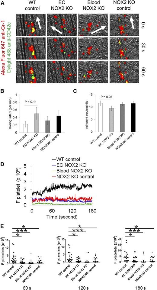 Figure 2. Hematopoietic and EC NOX2 are important for neutrophil-platelet interactions during venular inflammation. Intravital microscopy in NOX2 bone marrow chimeric mice was performed as described in Figure 1. (A) Representative images at various time points. Arrows show direction of blood flow. (B-C) Number of rolling and adherent neutrophils. (D-E) The fluorescence intensities of anti-CD42c antibodies (F platelets) and the comparison of F platelets among groups. Data represent the mean ± SEM (n = 22-24 venules in 4 mice per group). *P < .05 or ***P < .001 vs WT control after Mann-Whitney test.