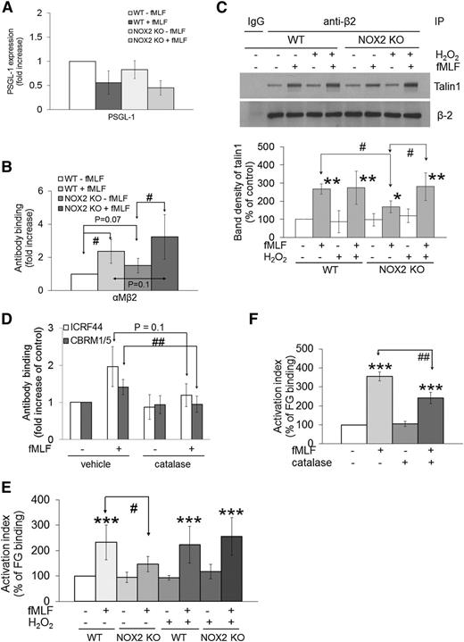 Figure 4. ROS generated from neutrophil NOX2 are crucial for the activation and ligand-binding activity of αMβ2 integrin. (A-B) Mouse neutrophils were treated with or without fMLF, and the surface expression of PSGL-1 and αMβ2 integrin was measured by flow cytometry. (C) WT and NOX2 KO neutrophils were pretreated with or without 1 μM H2O2 and stimulated with fMLF. Lysates were immunoprecipitated (IP) with control IgG or anti-β2 antibodies, followed by immunoblotting and densitometry. (D) Human neutrophils pretreated with 1000 U/mL catalase were stimulated with fMLF, followed by flow cytometry using antibodies against total (ICRF44) and activated αMβ2 (CBRM1/5). Data are shown as a fold increase obtained by normalization of the geometric MFI value of antibodies to that of control IgG. (E-F) Mouse (E) or human (F) neutrophils were pretreated with or without H2O2 (1 µM) or catalase and then incubated with Alexa Fluor 488-conjugated FG in the absence or presence of fMLF. Untreated cells are shown as 100% (white bar). Data represent the mean ± SD (n = 3-4). *P < .05, **P < .01, or ***P < .001 vs WT or vehicle control after analysis of variance (ANOVA) and Dunnett’s test, and #P < .05 or ##P < .01 vs WT or vehicle control after Student t test.
