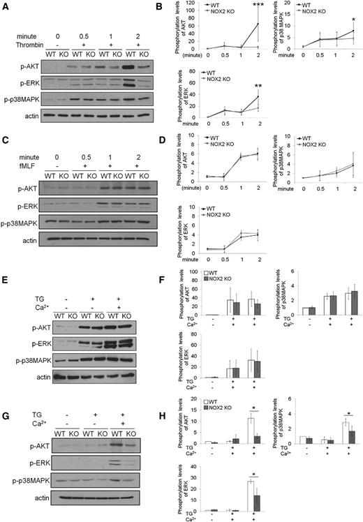 Figure 7. Platelet and neutrophil NOX2 are important for regulating the phosphorylation of AKT, ERK, and p38MAPK. (A-B) Mouse platelets and (C-D) neutrophils were treated with thrombin (0.025 U/mL) and fMLF, respectively, for 0.5, 1, and 2 minutes. (E-F) Platelets and (G-H) neutrophils were treated with 200 nM TG for 3 minutes, and 2 mM CaCl2 was then added and incubated for 1 minute. Cells were lysed at different time points, followed by immunoblotting with equal amounts of proteins and densitometry. (A,C,E,G) Representative blots. (B,D,F,H) Quantitative graphs. Data represent the mean ± SD (n = 4-6). *P < .05, **P < .01, or ***P < .001 vs WT after Student t test.