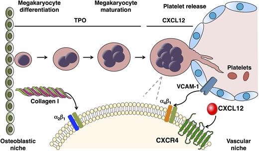 Figure 1. Megakaryopoiesis and thrombopoiesis. HSCs reside in the BM osteoblastic niche and differentiate into MK progenitors and finally into mature polyploidy MKs. This process, called megakaryopoiesis, includes endomitotic cell cycles, leading to polyploidy and markedly enlarged cell size. TPO is the primary regulator of megakaryopoiesis, inducing differentiation and maturation of MKs. In the osteoblastic niche, collagen I inhibits platelet production through interaction with the MK integrin α2β1. Platelet production is dependent on MKs migration toward the vascular niche, where they interact with sinusoidal endothelial cells, produce long-branching transendothelial extensions called proplatelets, and release platelets into the circulation. Migration and localization of MKs in proximity to the BM sinusoids is regulated by several factors, among which the chemokine CXCL12 and its receptor CXCR4 that increase mobility of MK progenitors, facilitating their interaction with sinusoidal endothelial cells mediated by endothelial cell vascular cell adhesion molecule-1 and MK integrin α4β1.