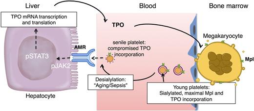 Figure 2. Hepatic TPO production via JAK2-STAT3 signaling after desialylated platelet uptake by the AMR. Desialylated, senile platelets are recognized by the hepatic AMR to regulate hepatic TPO production, BM homeostasis, and thrombopoiesis. BM MKs produce and release young sialic acid (purple ring) containing platelets into the blood stream. Young platelets maximally internalize TPO through Mpl receptors. Circulating platelets become desialylated as they age by active blood-borne sialidases (dashed purple ring), become ligands for the AMR, and are ingested by hepatocytes. Desialylated platelet ingestion signaling positively stimulates hepatic TPO mRNA expression via activation of JAK2-STAT3 and TPO release into plasma, thereby regulating BM homeostasis and thrombopoiesis.