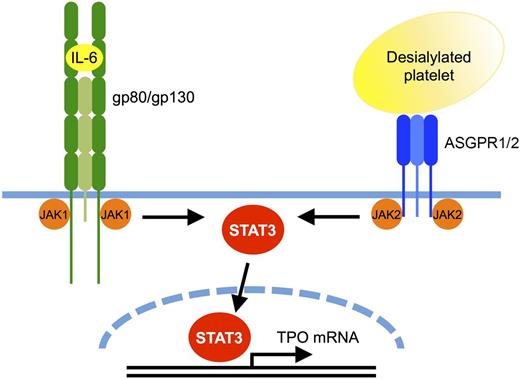 Figure 3. Comparison between the AMR and IL-6R signaling pathways leading to TPO mRNA expression. Binding of desialylated platelets to the hepatic AMR composed of one ASGPR2 and two ASGPR1 subunits activates JAK2. IL-6 binding to its hepatic receptor composed of one gp80 and two gp130 subunits activates gp130-associated JAK1, and to a lesser extent JAK2. Both JAK1 and JAK2 phosphorylate STAT3, resulting in its translocation to the nucleus where it stimulates mRNA expression of TPO and acute phase response proteins. It is unclear whether JAK2 directly associates with ASGPR1 and whether STAT3 directly binds to the TPO promoter.