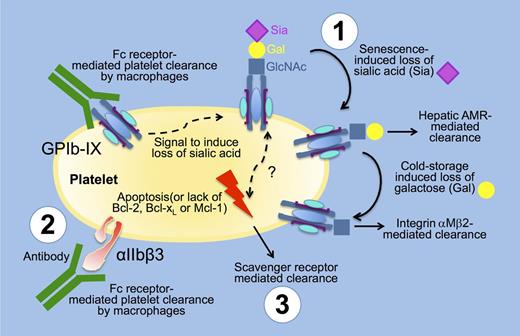 Figure 4. Platelet clearance mechanisms. (1) Glycan-lectin mediated clearance: platelets lose Sia as they age, leading to their clearance by the C-type lectin AMR on hepatocytes. Stored platelets additionally lose Gal leading to exposure of GlcNAc and their clearance by the αMβ2 integrin on hepatic macrophages (Kupffer cells). (2) Autoantibody Fc receptor and lectin-mediated clearance: platelet clearance is mediated by autoreactive antibodies toward the integrin αIIbβ3 and the GP GPIbα as part of the von Willebrand receptor complex (GPIb-IX). Platelets are cleared via Fc receptors on macrophages and CD8+ cytotoxic T lymphocytes. Specific anti-GPIbα but not anti-αIIbβ3 antibodies induce platelet desialylation, thereby diverging platelet clearance to hepatic AMRs. (3) Programmed cell death (apoptosis) mediated clearance: platelet survival also depends on the interplay between prosurvival and proapoptotic members of the Bcl-2 family, which are critical regulators of the intrinsic apoptotic pathway. Platelet clearance via scavenger receptors is accelerated in mice lacking the prosurvival proteins Bcl-2, Bcl-xL, and Mcl-1. It is unclear if the apoptotic and glycan-lectin–mediated clearance converge at a certain stage of platelet “death” to induce platelet clearance. Gal, galactose; Sia, sialic acid.