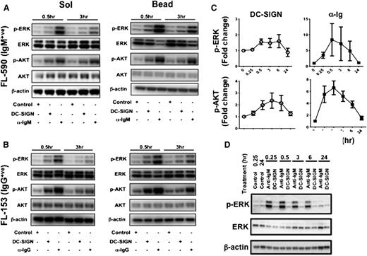 Figure 3. Induction of FL-specific signaling pathways by DC-SIGN. Western blotting demonstrating ERK and AKT phosphorylation in primary FL cells taken from sIgM+ and sIgG+ cases. Representative examples of 16 samples: (A) sIgM+ and (B) sIgG+ cases treated with soluble or bead isotype control (IC), DC-SIGN, or anti-Ig for 0.5 and 3 hours. (C) Fold change analysis was used to measure the extent of ERK and AKT phosphorylation induced in the 16 samples by either DC-SIGN or anti-Ig over time. (D) Normal B cells were stimulated with either DC-SIGN or anti-IgM beads, and western blotting analysis was done for ERK and AKT phosphorylation.