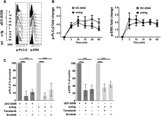 Figure 4. Downstream signaling induced by anti-Ig or DC-SIGN is ablated by kinase inhibitors. PhosFlow data analysis to examine phosphorylation of PLCγ2 and ERK in FL cells. Cells were pretreated with H2O2 to inhibit phosphatases before stimulation with either crosslinked DC-SIGN (xDC-SIGN) or soluble anti-Ig. (A) Cytobank software (representative heat map traces shown) was used to measure phosphorylation of PLCγ2 and ERK for each treatment at each time point. (B) Fold-change analysis was used to chart the level of phosphorylation over time in 13 samples tested. (C) PhosFlow was used to measure the impact of the SYK inhibitor tamatinib or BTK inhibitor ibrutinib on phosphorylation of PLCγ2 and ERK. Analysis of data for 9 samples (6 for SYK and 3 for BTK) was compiled (GraphPad Prism) (Student t test; ****P < .0001).