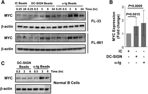 Figure 5. DC-SIGN treatment induces MYC expression in FL cells. Comparison of the ability of DC-SIGN to upregulate MYC in primary FL cells in relation to anti-Ig stimulation. (A) Western blotting was used to measure MYC protein expression in FL cells treated with isotype control, DC-SIGN, or anti-Ig beads over time (2 representative samples shown). (B) Fold-change analysis of band densitometry was used to compare MYC expression induced by each treatment of 11 FL samples tested (Student t test). (C) Western blotting was used to examine MYC expression in normal B cells treated with either DC-SIGN or anti-IgM beads over time.