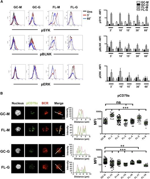 Figure 1. BCR activation in normal and malignant GC B cells. (A) B cells were purified from tonsils and FL samples and were stimulated with soluble goat anti-human IgM or IgG Abs for indicated time points. BCR activation was revealed using intracellular staining for pSYK, pBLNK, and pERK. GC B cells were gated based on CD38hi expression whereas IgM+ or IgG+ malignant FL B cells were further gated based on the expression of an appropriate tumor light chain (n = 5 for each subset). rMFI was obtained as the rMFI with/without BCR stimulation. Bars, mean ± SD. (B) GC B cells were sorted from purified tonsil B cells based on CD44−IgD− phenotype. Sorted GC B cells and purified FL B cells were stimulated for 10 minutes with coated mouse anti-human IgM or IgG mAbs before fixation, permeabilization, and staining with rabbit anti-pCD79a primary mAbs followed by A488-donkey anti-rabbit secondary Ab, and A549-goat anti-human IgM or A549-donkey anti-human IgG Abs. pCD79a MFI was obtained for 50 cells per sample (pool of 3 GC B-cell samples, 6 IgM FL samples, 6 IgG FL samples). Scale bar, 2.5 µm. **P < .01; ***P < .001; FL-G, IgG+ FL; FL-M, IgM+ FL; GC-G, IgM+ GC B cells; GC-M, IgM+ GC B cells; ns, not significant; Uns, unstimulated.