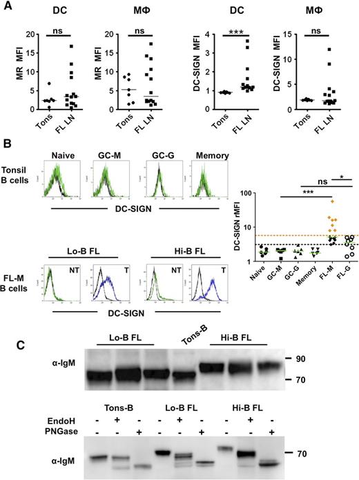 Figure 2. DC-SIGN binding by FL B cells. (A) Expression of MR and DC-SIGN on gated CD3/CD19/CD335−CD11c+HLA-DR+CD14− dendritic cells (DCs) and CD3/CD19/CD335−CD11c+HLA-DR+CD14+ macrophages (MΦ) in tonsils (n = 7) vs FL lymph nodes (FL LN) (n = 14). ***P < .001. (B) A488-conjugated rhDC-SIGN was used to stain normal tonsil B cell subsets (n = 6) and FL B cells (15 IgM+ and 8 IgG+ samples). CD38−CD10−IgM+ naive B cells (naive), CD38−CD10−IgM− memory B cells (memory), CD38hiCD10+IgM+ GC B cells (GC-M), and CD38hiCD10+IgM− GC B cells (GC-G) were compared. Within FL samples, tumoral B cells (T) and nontumoral B cells (NT) were segregated within CD20+ B cells through the expression of heavy and light chains. DC-SIGN binding was expressed as the rMFI obtained in the presence (green or blue line)/in the absence (black line) of Ca2+. IgM+ FL B cells with a DC-SIGN–binding capacity higher than IgG+ FL cells (Hi-B FL) were highlighted with orange diamonds; IgM+ FL B cells with a DC-SIGN–binding capacity similar to IgG+ FL cells (Lo-B FL) were highlighted with black diamonds. The black dotted line represents the maximum value of normal B cells; the orange dotted line, the maximum value of IgG+ FL B cells. *P < .05; ***P < .001. (C) Cell lysates from purified tonsil B cells and IgM+ FL B cells were immunoblotted with goat anti-human IgM Ab (top panel). When indicated, cell lysates were treated with EndoH or PNGase (bottom panel, shown is 1 representative experiment of 3).