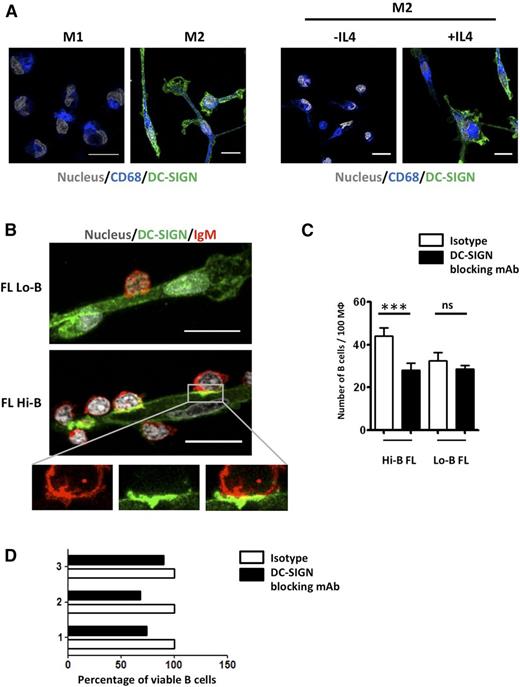 Figure 5. M2 macrophages trigger DC-SIGN–dependent BCR activation in FL B cells. (A) Purified CD14+ monocytes were differentiated into M1 vs M2 macrophages before staining with SytoxBlue, mouse IgG1 anti-CD68 mAb, and mouse IgG2b anti-DC-SIGN mAb. When indicated, IL-4 was omitted from terminal M2 differentiation. (B) Purified Hi-B FL and Lo-B FL B cells were cultured with M2 macrophages for 1 hour before fixation, and staining of macrophages with mouse IgG2b anti-DC-SIGN followed by A488-donkey anti-mouse IgG2b, and B cells with A549-goat anti-human IgM. Nuclei were counterstained with SytoxBlue. (C) Quantification of adherent FL B cells per 100 macrophages in the presence of anti-DC-SIGN blocking mAb or mouse IgG2b isotype control (n = 6 for Hi-B FL and n = 3 for Lo-B FL). ***P < .001. Scale bar, 15 µM. (D) Purified Hi-B FL B cells were cocultured for 24 hours with M2 macrophages in the presence of anti-DC-SIGN blocking mAb or isotype control. The percentages of CD19+Topro-3− viable B cells were then evaluated and compared with that obtained in the presence of isotype control. Three different experiments were shown.