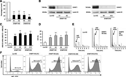 Figure 2. EHMT1 or EHMT2 knockdown increases γ-globin gene expression and HbF synthesis in primary adult human erythroid cells. (A) Validation of shRNA-mediated knockdown of EHMT1 or EHMT2 in primary adult human erythroid cells by qRT-PCR at day 14 of erythroid differentiation (mean ± SD, n = 5-6 biological replicates). (B) Validation of shRNA-mediated knockdown of EHMT1 or EHMT2 by western blot analysis in primary adult human erythroid cells at day 9 of erythroid differentiation and after 4 days of puromycin selection. shRNA-mediated knockdown of EHMT1 or EHMT2 increases γ-globin mRNA levels (mean ± SD, n = 5-6 biological replicates) (C) and HbF levels assessed by HPLC in primary adult human erythroid cells at day 14 of erythroid differentiation (mean ± SD, n = 4-6 biological replicates) (D). (E) Representative HPLC chromatograms showing HbF abundance. (F) Flow cytometry analysis for F cells: representative histograms showing the percentage of adult human erythroid cells expressing HbF and the fluorescence intensity relative to the cell number at day 14 of erythroid differentiation (mean ± SD, n = 3-5 biological replicates). **P < .01; ***P < .001.