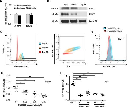 Figure 4. H3K9Me2 levels decrease during erythroid differentiation and are further decreased by EHMT1/2 pharmacologic inhibition or knockdown in primary adult human erythroid cells. (A) EHMT1 and EHMT2 mRNA expression in human CD34+ cells from adult or umbilical CB. Results show the mean value ± SD of 2 different donors for adult CD34+ and 2 pools of 10 cords for CB CD34+. (B) Western blot analysis showing EHMT1, EHMT2, and lamin B1 (loading control) in primary adult human cells during erythroid differentiation ex vivo. (C) Representative flow plots of H3K9Me2 level according to the cell number and the size during erythroid differentiation ex vivo. (D) Representative histogram showing the fluorescence intensity for H3K9Me2 relative to the cell number in erythroid cells differentiated in the presence of 0.25 μM UNC0638 or the vehicle control for 7 days. (E) Dot plots showing the median fluorescence intensity (MFI) for H3K9Me2 after 7 days of treatment according to the UNC0638 concentration (mean ± SD, n = 8 biological replicates). (F) Dot plots showing the MFI for H3K9Me2 in EHMT1 or EHMT2 knockdown cells (mean ± SD, n = 5-8 biological replicates). ***P < .001.