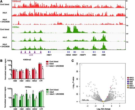 Figure 5. Effects of UNC0638 on H3K9Me2 and H3K9Ac chromatin occupancy at the β-globin locus and gene expression in primary human erythroblasts. (A) Integrative genome viewer screenshot at the β-globin locus in erythroblasts derived from umbilical CB or adult CD34+ cells that were differentiated in the presence of 0.25 μM UNC0638 or the vehicle control. ChIP-seq analysis was performed at day 11 of erythroid differentiation and after 7 days of treatment. H3K9Me2 or H3K9Ac reads are normalized to H3 reads for Mint-ChIP internal normalization, as indicated by the values on the y-axis. The tracks represent the pool of 3 biological replicates. (B) Corresponding histograms representing the normalized number of reads in the indicated region of the β-globin locus for both histone marks. H3K9Me2 or H3K9Ac reads are normalized to H3 reads for Mint-ChIP internal normalization (mean ± SD, n = 3 biological replicates). *P < .05; **P < .01; ***P < .001, relative to untreated adult erythroblasts. (C) Volcano plot illustrating changes in gene expression induced by UNC0638. RNA-seq analysis was performed in primary adult human erythroid cells at day 11 of erythroid differentiation and after 7 days of treatment with 0.25 μM UNC0638 or the vehicle control. The plot represents statistical significance vs the fold change in gene expression between the 2 conditions. Results from 3 biological replicates are shown. FDR, false discovery rate.