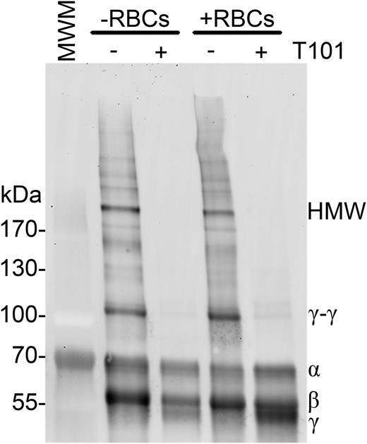 Figure 2. FXIIIa does not crosslink fibrin to RBCs. Clotting was initiated in recalcified (5 mM, final) PRP (−RBCs) or whole blood (+RBCs) with thrombin (20 nM, final), in the absence or presence of T101 (200 μM, final). Clots were then dissolved and fibrin crosslinking patterns were analyzed by western blotting using a polyclonal anti-human fibrinogen antibody. Representative blot of n = 4 experiments.