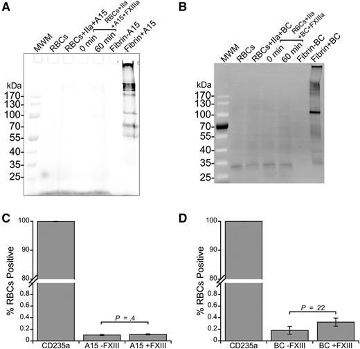 Figure 3. FXIIIa does not crosslink FXIIIa substrates to RBCs. (A) Cy5-labeled A15 peptide (glutamine donor, 3 μM, final) or (B) biotinylated cadaverine (BC, lysine acceptor, 5 mM, final) was incubated with FXIII (20 μg/mL, final) and washed RBCs in the presence of thrombin (IIa, 5 nM, final) and CaCl2 (10 mM, final) to probe for reactive lysine and glutamine residues, respectively, on the RBC surface. RBCs were then lysed, proteins were separated by SDS-PAGE, and labeling was visualized using Cy5 fluorescence (A15) or by transfer to a PVDF membrane and probing with Alexa Fluor 488-labeled streptavidin. Control reactions contained fibrinogen (0.5 mg/mL, final), FXIII, thrombin, CaCl2, and A15 or BC. (C-D) For flow cytometry, intact cells were incubated with a phycoerythrin-labeled anti-human CD235a antibody and analyzed for (C) A15 and (D) BC labeling. Bars are means ± standard error (SE).