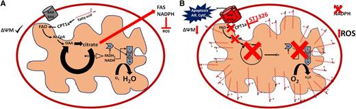 FAO supports mitochondrial function and integrity. (A) FAO supports Krebs cycle activity, electron transport, fatty acid synthesis (FAS), generation of reduced NAD phosphate (NADPH; antioxidant defense), and mitochondrial integrity in leukemia cells, resulting in an antiapoptotic phenotype. (B) Exposure to ST1326 inhibits FAO, Krebs cycle activity, FAS, and the generation of antioxidant defenses, compromising mitochondrial function. Additionally, accumulation of free palmitate perturbs mitochondrial membrane integrity (low ΔΨm), resulting in a proapoptotic phenotype that may be exacerbated by increased levels of reactive oxygen species (ROS).