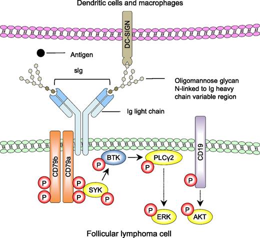 Simplified model of lectin-mediated BCR signaling in follicular lymphoma. N-linked oligomannose glycans within the variable region of sIg prevent binding of cognate antigen (●) but interact directly with mannose-binding lectins (DC-SIGN) expressed by dendritic cells and macrophages within the lymphoid microenvironment. Amin et al and Linley et al demonstrate that these interactions result in organization of the BCR (sIg, CD79a, and Cd79b) and CD19 coreceptor into signaling platforms with subsequent downstream phosphorylation of SYK, PLCγ2, ERK, and AKT (yellow). These signaling pathways can be blocked with inhibitors of SYK and BTK. Red P denotes phosphorylation events. Solid arrows indicate direct interactions and dotted arrows indicate that there are additional intermediates not shown.