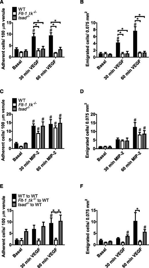 Figure 2. Activation of both VEGFR1 on neutrophils and VEGFR2 on endothelium is necessary for in vivo VEGF-A-induced neutrophil recruitment. (A-B) Specific knockdown of either VEGFR1 tyrosine kinase (Flt-1 tk−/− mice) or VEGFR2-TSAd-Src signaling (tsad−/− mice) inhibited VEGF-A (2 nM)-dependent neutrophil recruitment to the cremaster muscle (n = 4-7 mice per group). The number of (C) adherent and (D) emigrated neutrophils recruited in vivo by the proinflammatory chemokine MIP-2 (CXCL2; 0.5 nM) in the cremaster muscle of both Flt-1 tk−/− and tsad−/− mice was similar to that in the cremaster muscle of WT mice (n = 5-6 mice per group). (E-F) VEGF-A-dependent neutrophil recruitment was inhibited in WT mice transplanted with Flt-1 tk−/− bone marrow whereas neutrophil recruitment to VEGF-A was unaffected in WT mice transplanted with tsad−/− bone marrow (n = 5-6 mice per group). #P, .05 compared with basal values within the same group; *P < .05 compared with other groups, as indicated.