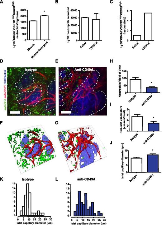 Figure 7. CD49d is important for neutrophil recruitment to and revascularization of avascular islets. (A) Ly6G+CD49d+VEGFR1highCXCR4high neutrophils are enriched in muscles transplanted with avascular pancreatic islets. (B) Numbers of neutrophils (Ly6G+) in the peritoneal cavity of mice 5 hours post i.p. injection with saline (n = 2) or VEGF-A (n = 4) and (C) the proportion of the proangiogenic Ly6G+CD49d+VEGFR1highCXCR4high subpopulation. (D-E) Representative confocal Z-projection images of transplanted pancreatic islets (blue, dashed lines) in the cremaster muscle of mice treated with isotype control or anti-CD49d antibodies during islet engraftment, and (F-G) corresponding surface renderings. Images acquired by in vivo confocal microscopy 4 days after transplantation (n = 6 mice per treatment group; 18 islets were analyzed for the isotype control and 21 islets were analyzed for the anti-CD49d-treated group). Scale bars = 50 μm. (H) In mice in which CD49d was inhibited, less than half the amounts of recruited neutrophils (green) were found surrounding the graft compared with isotype-treated animals. (I) Blood vessels (red) surrounding the islets were quantified and (J) islet capillary diameter was measured. (L) The capillary diameters in anti-CD49d treated animals were more heterogeneous than (K) those in animals treated with isotype control antibodies. *P < .05.