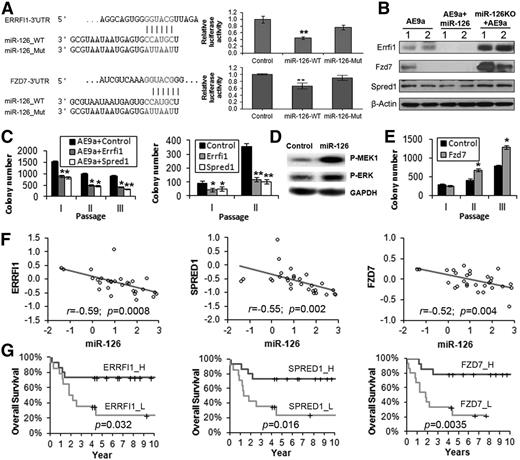 Figure 6. Direct target genes of miR-126. (A) ERRFI1 and FZD7 3′UTR and the wild-type (_WT) and mutant (_Mut) sequences of mature miR-126 (left), and luciferase reporter and mutagenesis assay results (right). Whereas wild-type miR-126 significantly inhibits luciferase activity of the reporter plasmid carrying the 3′UTR of ERRFI1and FZD7, mutation in the miR-126 seed sequence rescues the inhibitory effect. (B) Western blot analysis of Errfi1, Fzd7, and Spred1 levels in AE9a, AE9a+miR-126, and miR-126KO+AE9a AML cells collected from quaternary BMT recipients (2 samples per group). β-Actin was used as an endogenous control. (C) Colony-forming/replating assays with cotransduction of MSCVneo-AE9a together with MSCV-PIG (Control), MSCV-PIG-Errfi1, or MSCV-PIG-Spred1 into normal mouse BM progenitor cells (left), or with transduction of MSCV-PIG (Control), MSCV-PIG-Errfi1, or MSCV-PIG-Spred1 into AE9a+miR-126 BM leukemia cells collected from tertiary BMT recipients (right). (D) Western blot analysis of phosphorylated (P)-MEK1 or P-ERK in human 293T cells transfected with MSCV-PIG (Control) or MSCV-PIG-miR-126 (miR-126) 48 hours posttransfection. Glyceraldehyde-3-phosphate dehydrogenase (GAPDH) was used as an endogenous control. (E) Colony-forming/replating assays with transduction of MSCV-PIG (Control) and MSCV-PIG-Fzd7 (Fzd7) into AE9a BM leukemia cells collected from tertiary BMT recipients. (F) Correlation between the expression levels of miR-126 and ERRFI1, SPRED1, or FZD7 in the set of 29 AML patients carrying t(8;21). All expression data were log2 transformed and mean centered. The correlation coefficient (r) and P values were detected by Pearson correlation, and the correlation regression lines were drawn with the linear regression algorithm. (G) Comparison of the OS in t(8;21) AML patients with higher or lower levels of ERRFI1, SPRED1, or FZD7 expression. Kaplan-Meier survival curves and P values (log-rank test) are shown.