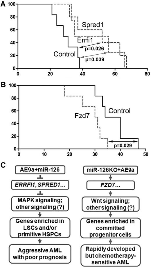 Figure 7. The in vivo function of ERRFI1, SPRED1, and FZD7 in AE9a-mediated leukemogenesis. (A) Kaplan-Meier curves are shown for 3 groups of transplanted mice: MSCV-PIG (Control, n = 5), MSCV-PIG-Errfi1 (Errfi1, n = 4), and MSCV-PIG-Spred1 (Spred1, n = 5). The leukemic BM cells collected from tertiary miR-126+AE9a BMT recipients were used as the donor cells. The P values were calculated by log-rank test. (B) Kaplan-Meier curves are shown for 2 groups of transplanted mice: MSCV-PIG (Control, n = 5) and MSCV-PIG-Fzd7 (Fzd7, n = 6). The leukemia BM cells collected from tertiary AE9a BMT recipients were used as the donor cells. The P value was calculated by log-rank test. (C) Schematic model of target genes and signaling pathways activated in AE9a+miR-126 cells (left) and miR-126KO+AE9a cells (right).