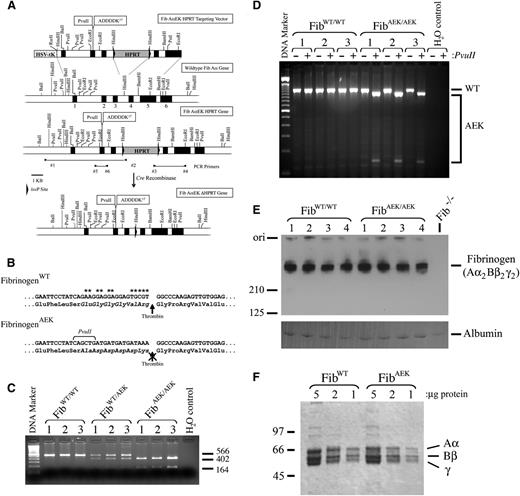 Figure 1. Generation of FibAEK mice that express normal levels of a mutant form of fibrinogen with a mutation in the fibrinopeptide sequence of the Aα chain immediately upstream of the thrombin cleavage site. (A) Schematic diagram of the gene targeting strategy for inserting 11 nucleic acid substitutions into the endogenous fibrinogen Aα-chain gene of mouse embryonic stem (ES) cells. Black boxes symbolize gene exons. Arrowheads indicate relative positions of nucleotide primers used for PCR-based genotyping. Note that ES cell clones were screened for incorporation of the Fib AαEK HPRT targeting vector by homologous recombination, and deletion of the HPRT minigene was accomplished by crossing mice carrying the targeted allele to transgenic mice expressing Cre recombinase under the control of the cytomegalovirus (CMV) promoter. (B) Summary of the nucleic acid substitutions, and resulting amino acid changes, for the mutated fibrinogen Aα-chain gene of FibAEK mice. Asterisks highlight positions of the nucleotide substitutions. (C) Representative PCR analyses to establish animal genotypes using DNA template from ear biopsies of WT, heterozygous, and homozygous mutant FibAEK mice. Primers 5 and 6 were used to amplify a 566-bp fragment, which was subsequently digested with PvuII to yield the diagnostic fragments of 402 and 164 bp. (D) RT-PCR analysis of total hepatic RNA isolated from each of 3 individual WT and FibAEK homozygous mice. Primers specific to sequences within exons 1 and 5 were used to generate an 1185-bp PCR product. The product generated from a WT transcript was insensitive to cleavage by PvuII, whereas the product generated from the mutant FibAEK transcript was cleaved into expected 1047- and 138-bp fragments. (E) Western blot analysis of plasma (nonreducing conditions) harvested from 4 WT mice, 4 FibAEK mice, and 1 Fib−/− mouse using fibrinogen-directed polyclonal antisera. (F) Coomassie blue-stained sodium dodecyl sulfate polyacrylamide gel (reducing conditions) showing affinity-purified fibrinogen preparations from WT and FibAEK mice. The positions of the Aα, Bβ, and γ chains are indicated.