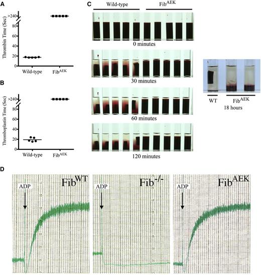 Figure 2. Whole blood isolated from FibAEK mice does not clot following the addition of thrombin or thromboplastin but supports platelet aggregation similar to WT fibrinogen. Clotting times for whole blood from each of 5 WT and FibAEK mice were determined following the addition of 2 U/mL (A) thrombin or (B) thromboplastin. The horizontal bars indicate average clotting times (seconds) for the groups. Note that clots were never detected for whole blood isolated from FibAEK mice following the addition of thrombin or thromboplastin. P < .001 by Fisher’s exact test for each analysis. (C) Qualitative analysis of whole blood clots and clot retraction following the addition of thromboplastin. Retracted clots were readily observed within 30 minutes for samples of whole blood isolated from WT mice; whereas even up to 18 hours following addition of thromboplastin, no clot of any form could be appreciated in whole blood samples isolated from FibAEK mice. (D) Platelet aggregation analysis using platelet-rich plasma isolated from WT, Fib−/−, and FibAEK mice. For each analysis, aggregation was initiated using the platelet agonist ADP.