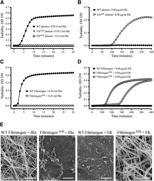 Figure 3. FibrinogenAEK forms a polymer following incubation with enterokinase enzyme but not thrombin. Representative turbidity analyses using plasma isolated from WT (closed circles) and FibAEK (open symbols) mice following incubation with (A) thrombin or (B) enterokinase enzyme. Similar representative turbidity analyses using purified WT fibrinogen (closed circles) and fibrinogenAEK (open symbols) following incubation with (C) thrombin or (D) enterokinase enzyme. The purified fibrinogen concentration in each analysis was 0.04 mg/mL. To prevent spurious thrombin activity, reactions with enterokinase enzyme included the addition of the specific thrombin inhibitor lepirudin at 0.025 mg/mL. (E) Scanning electron micrographs of products formed from reaction mixtures of purified WT fibrinogen or fibrinogenAEK with thrombin or enterokinase. Scale bar, 2.5 μm.