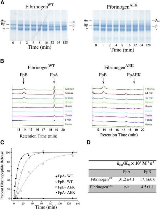 Figure 4. Failure of thrombin-mediated proteolytic release of the mutant fibrinopeptide A of fibrinogen isolated from FibAEK mice. (A) Reaction mixtures of purified WT fibrinogen (left) and fibrinogenAEK (right) were incubated with thrombin and Ca2+ for various times, and the fibrinogen chains analyzed by reducing sodium dodecyl sulfate-polyacrylamide gel electrophoresis. The positions of the Aα, cleaved α, Bβ, cleaved β, and γ chains are indicated. Note that cleaved α chain was never observed in reaction mixtures containing fibrinogenAEK regardless of incubation time. (B) HPLC chromatograms of reaction mixtures containing either WT fibrinogen (left) or fibrinogenAEK (right) following incubation with thrombin and Ca2+ for various times. Indicated are the positions of peaks corresponding to fibrinopeptide A (FpA), fibrinopeptide B (FpB), and mutant fibrinopeptide A (FpAEK). The identification of peak positions was independently established by resolving synthetic peptides corresponding to the predicted fibrinopeptide sequence. Note that FpAEK is never observed in chromatograms derived from fibrinogenAEK reactions regardless of incubation time with thrombin and Ca2+. (C) Fibrinopeptide release curves were prepared by plotting the percent of fibrinopeptide released versus time. FpA data were fitted with a simple first-order equation, and the FpB data from normal fibrinogen were fitted to a standard equation describing 2 consecutive first-order processes. (D) Table of specificity constants (kcat/KM), which were determined by dividing first-order rate constants by the thrombin concentration.