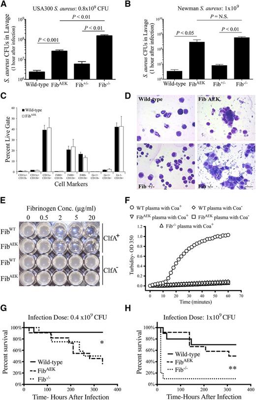 Figure 7. FibrinogenAEK does not support rapid clearance of S aureus bacteria following acute peritoneal infection but retains some capacity to limit host lethality. The number of S aureus CFUs present in peritoneal lavage fluid collected 1 hour after intraperitoneal infection with (A) 0.8 × 109 CFUs strain USA300 S aureus and (B) 1 × 109 CFUs strain Newman S aureus from WT, FibAEK, Fib+/−, and Fib−/− mice (n = 6 per genotype). Data are presented as mean ± standard error of the mean with statistical comparisons made by Student t test. (C) Flow cytometric analysis of myeloid cell populations harvested from the peritoneal cavity of WT and FibAEK mice (n = 6 mice per genotype). Analyses are presented as the mean ± standard error of the mean. (D) Representative photomicrographs of cytospin preparations of peritoneal lavage fluid taken 1 hour after intraperitoneal infection with 1 × 109 CFUs S aureus. Note the cell-associated and free bacteria in samples from FibAEK and Fib−/− mice that are largely absent in samples from WT and Fib+/− mice. Scale bar, 20 μm. (E) Analysis of fibrinogen-dependent bacterial clumping with suspensions of strain Newman S aureus with and without expression of clumping factor A (ClfA). Notably, both WT and fibrinogenAEK support bacterial clumping at a concentration of 2 μg/mL and above. (F) Analyses of coagulase (Coa)-induced plasma clotting with citrate-plasma preparations from WT, homozygous FibAEK, and Fib−/− mice using supernatants prepared from stationary phase cultures of both strain Newman WT (Coa+) S aureus and Coa-negative (Coa−) strain Newman S aureus. Survival analyses of WT, FibAEK, and Fib−/− mice (n = 12 per genotype) following intraperitoneal infection with (G) 0.4 × 109 CFUs or (H) 1 × 109 CFUs strain Newman S aureus. *P < .01 for WT compared with Fib−/− or FibAEK; **P < .01 for FibAEK compared with Fib−/− using Kaplan-Meier log-rank analysis.